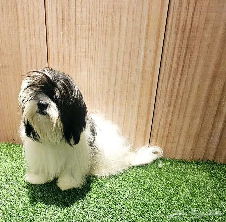 شيتزو بيور shihtzu peur 3