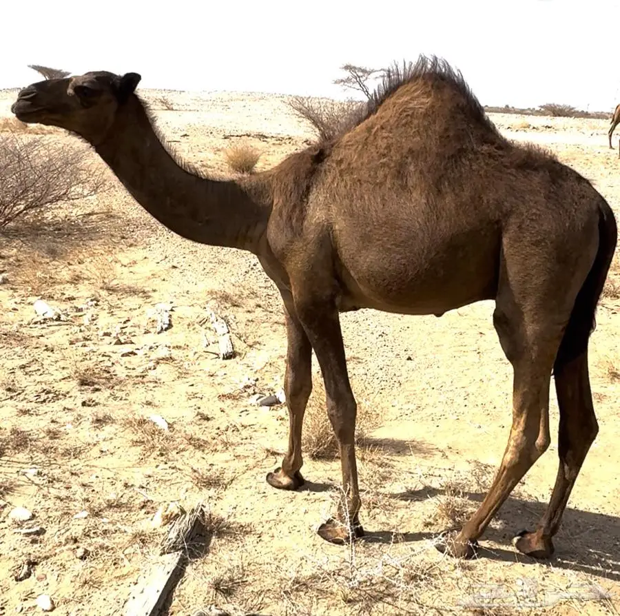 قعود للبيع فل شحم 0