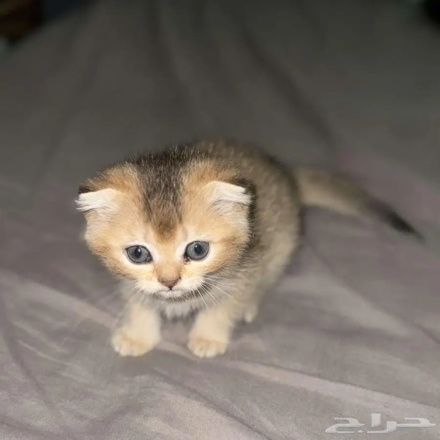 كتن انثى فولد سكوتش 5