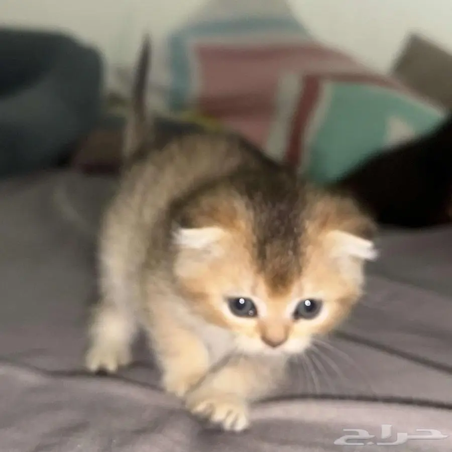 كتن انثى فولد سكوتش 4