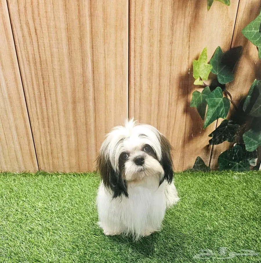 شيتزو بيور shihtzu peur 1