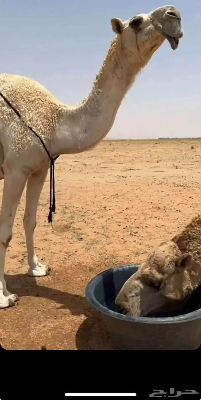 مطلوب ابل جمله معه معدات 0