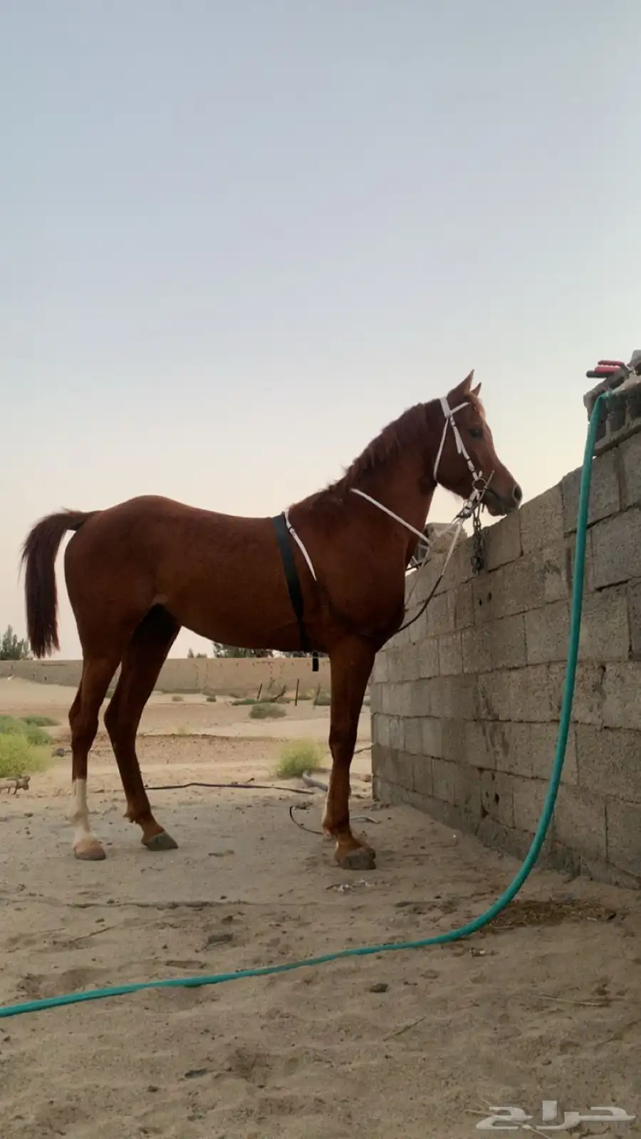 حصان للبيعع 2