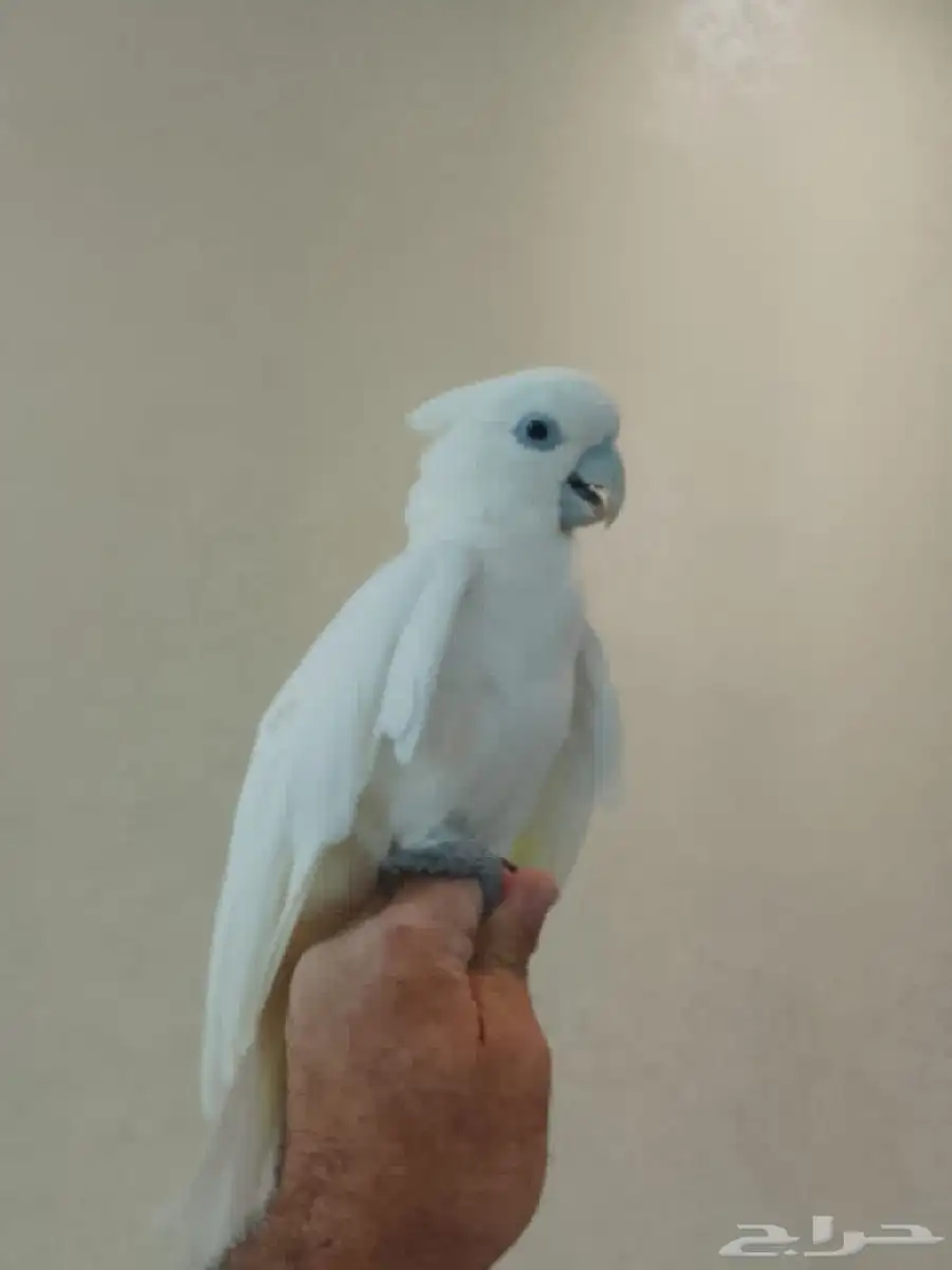 طير 0
