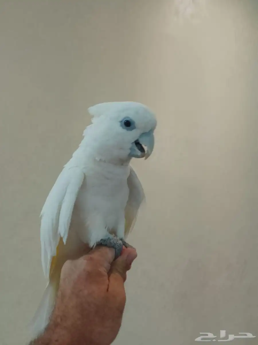طير 4
