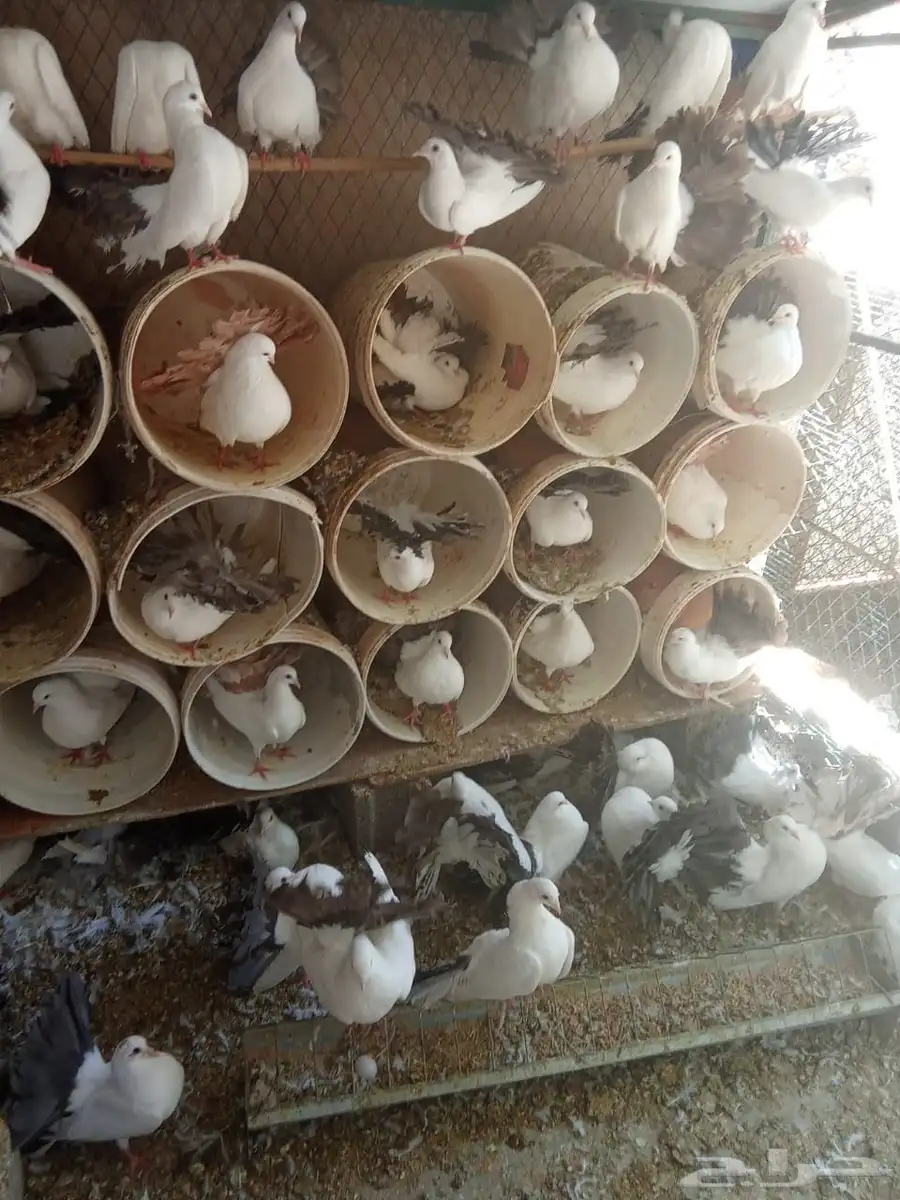 حمام رقاص 0