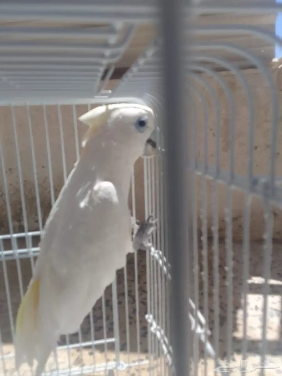 طير 2
