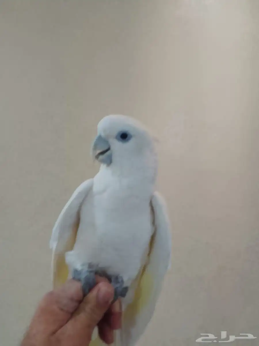 طير 1