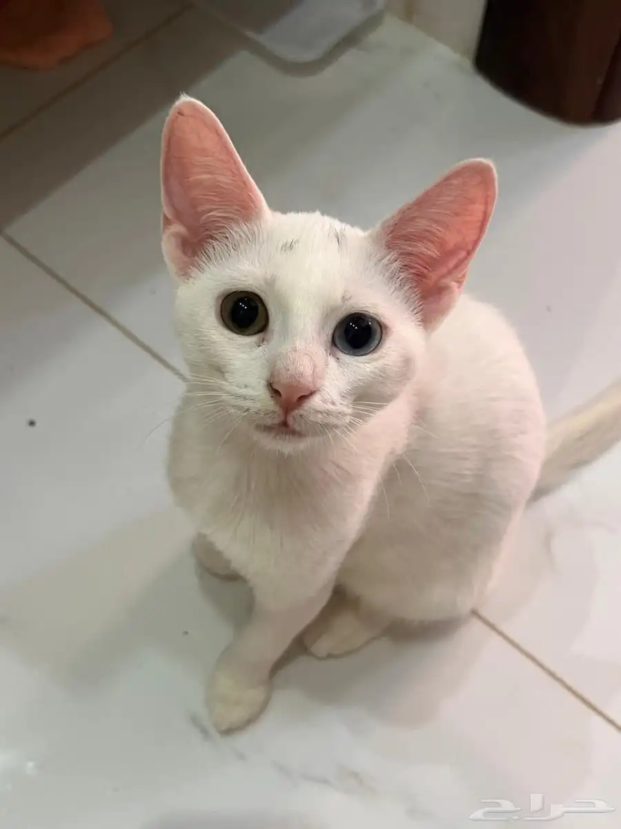 قطط 0