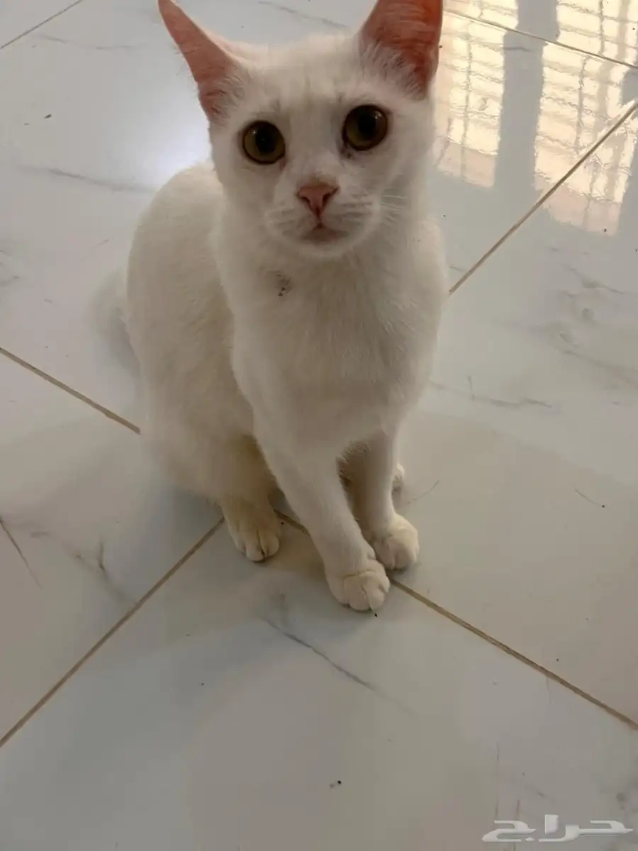 قطط 4