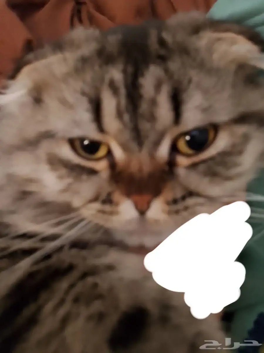 قط شيرازي 2