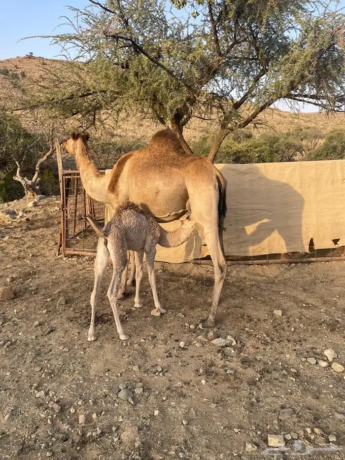 ناقتين خلفات معها قعود وبكرة 1
