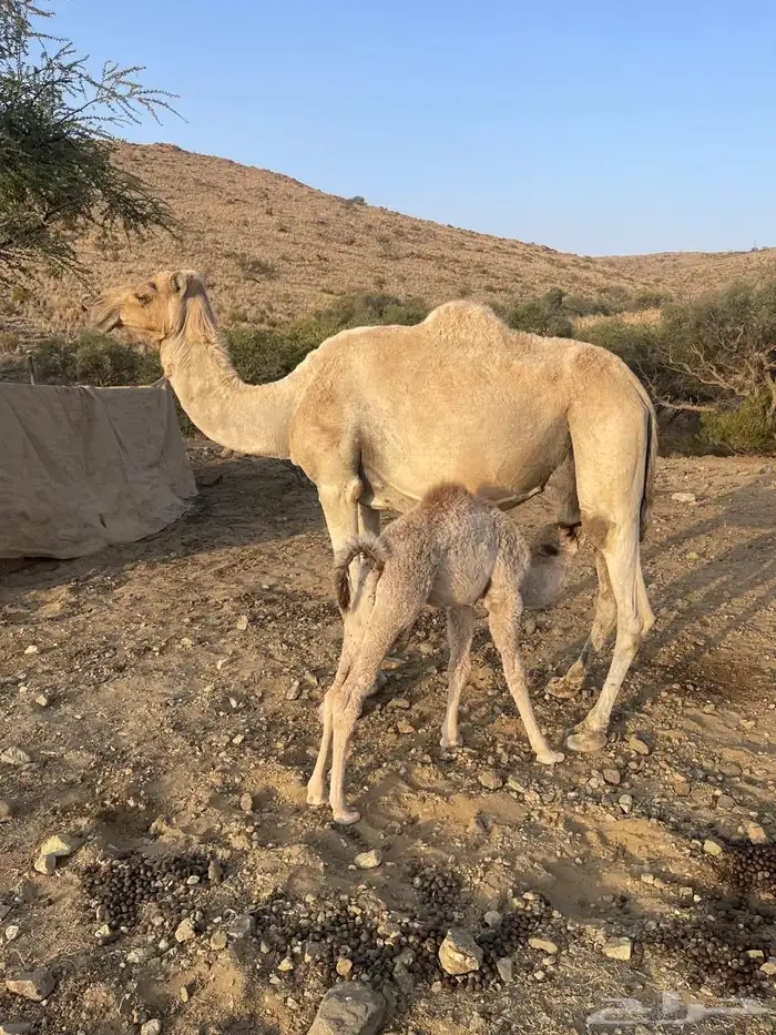 ناقتين خلفات معها قعود وبكرة 0