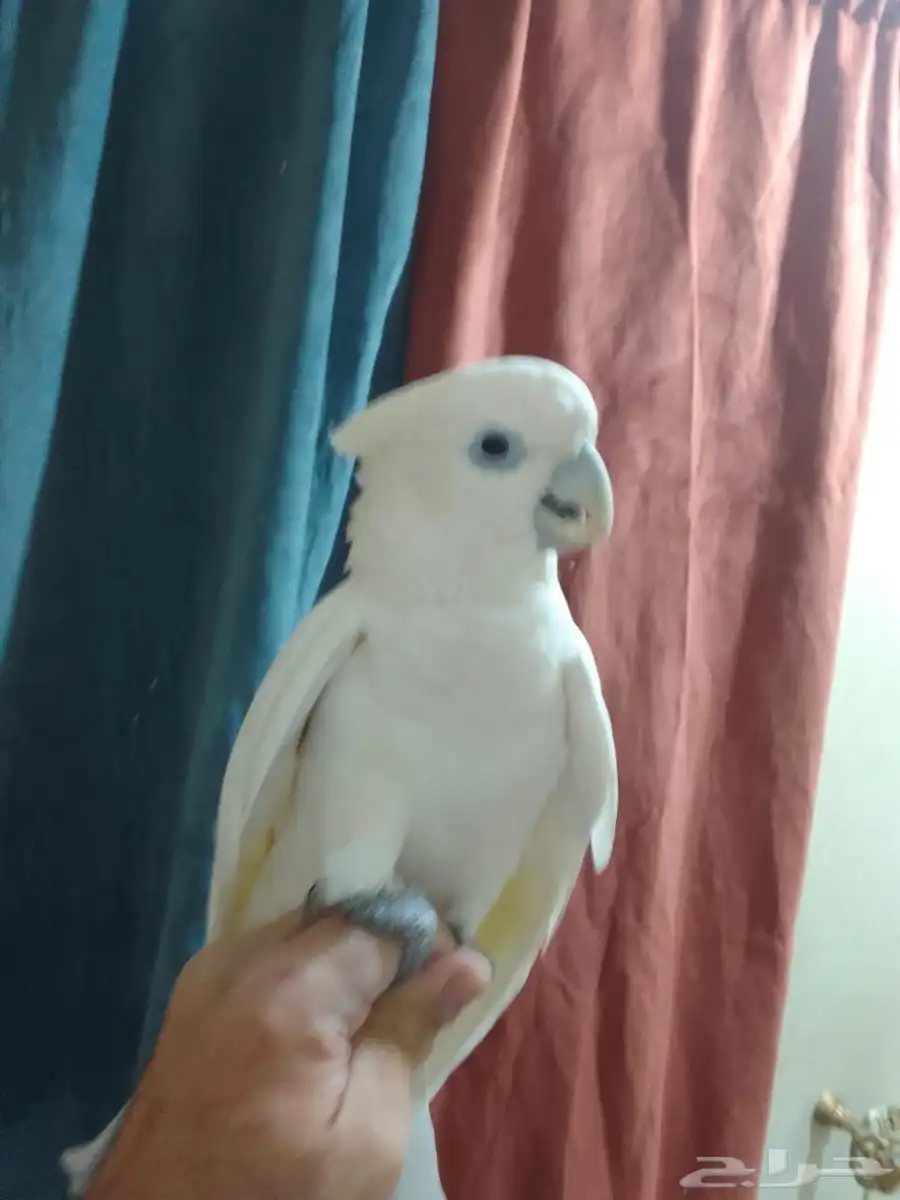 طير 3