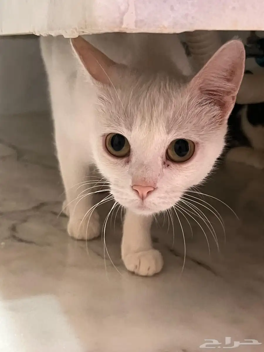 قطط 3