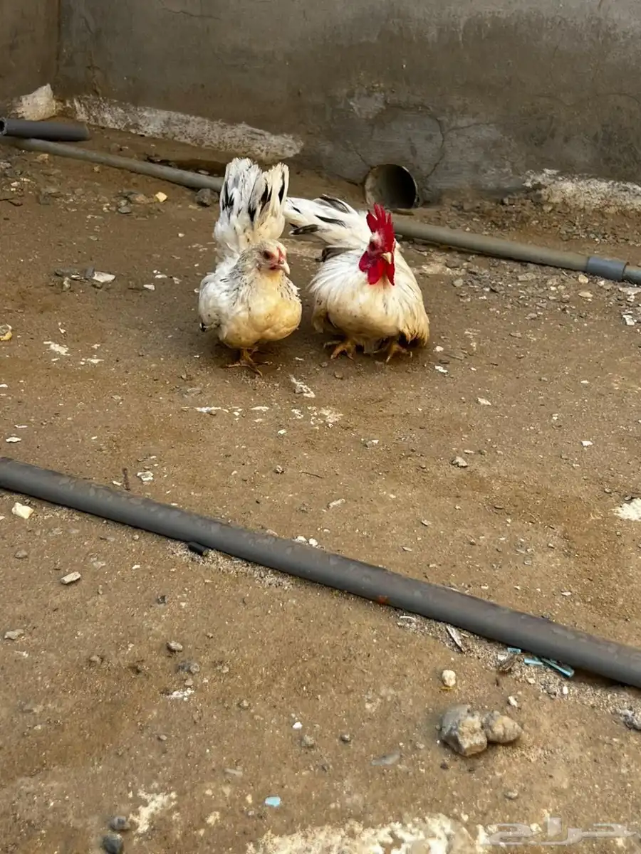 للبيع دجاج جبنيز 0