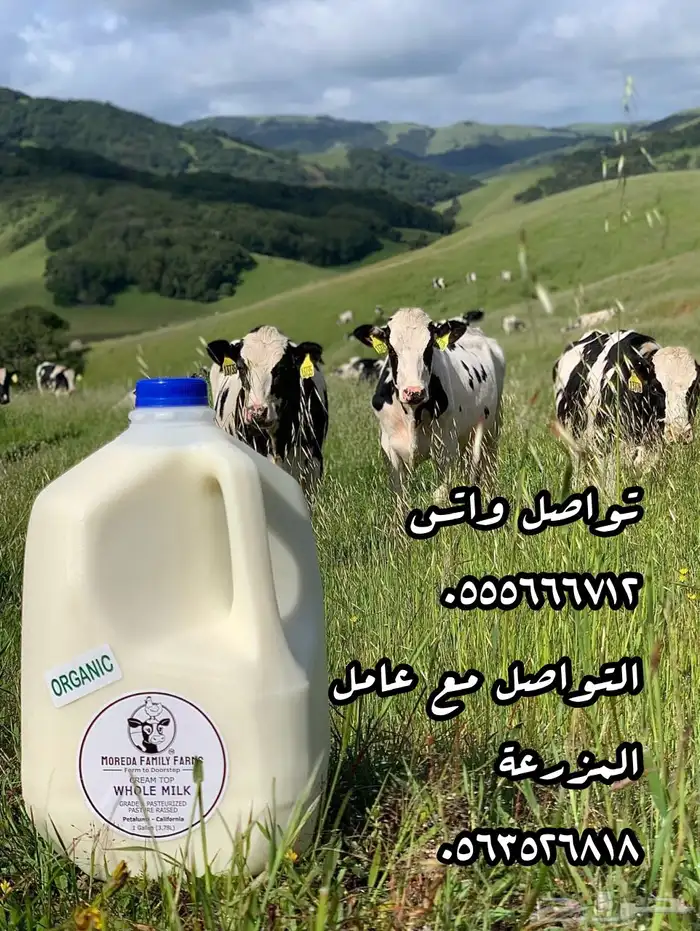 ألبان 0