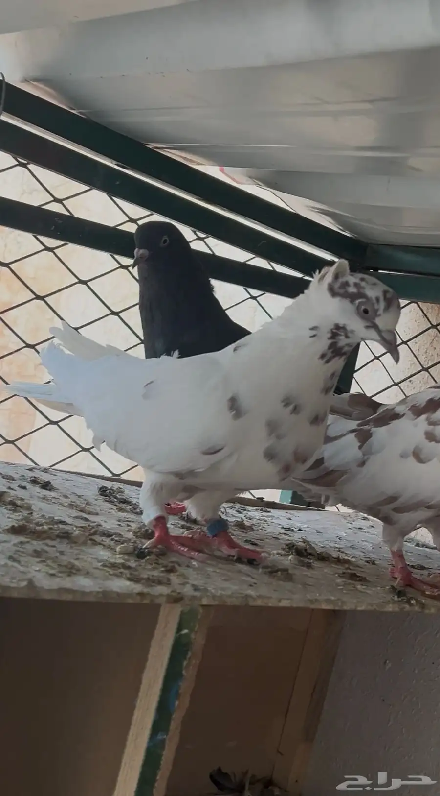 جوز قطايف 1