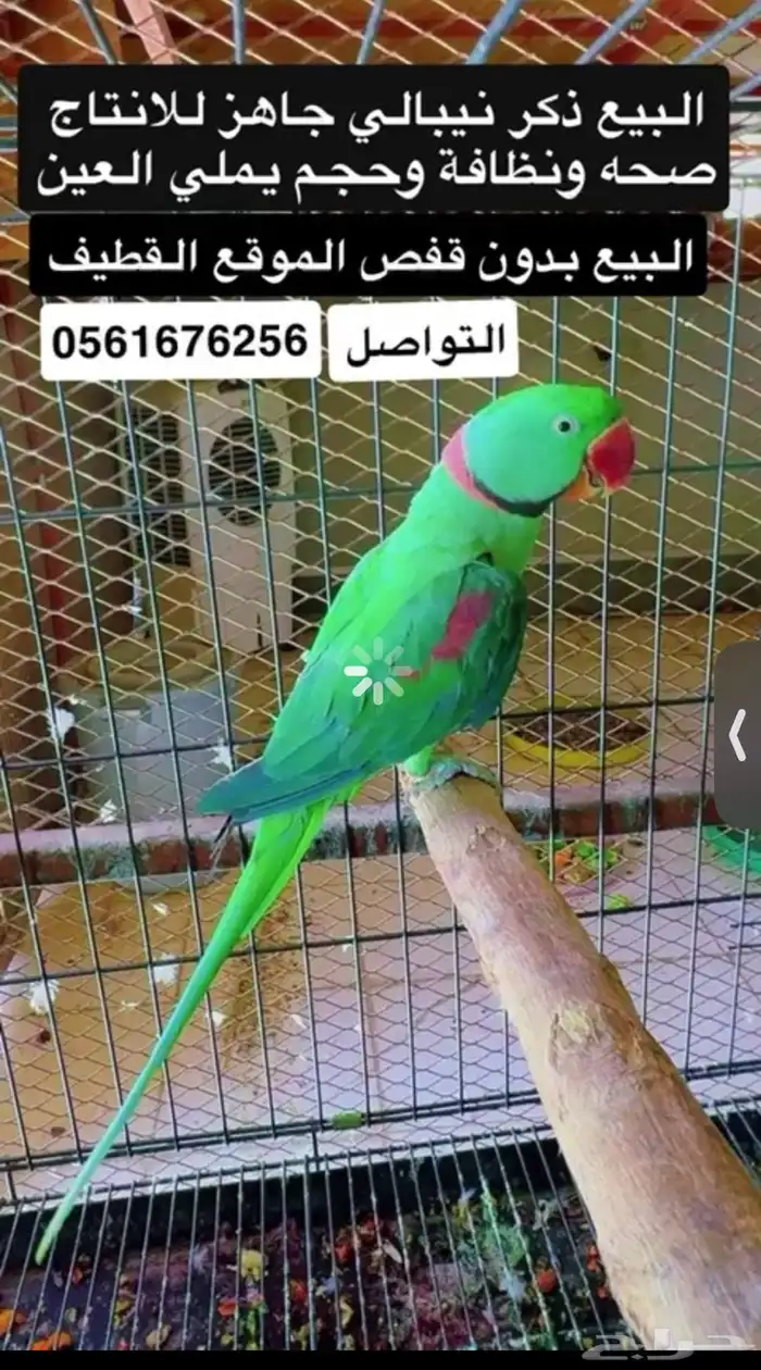 دكور نيبالي 0
