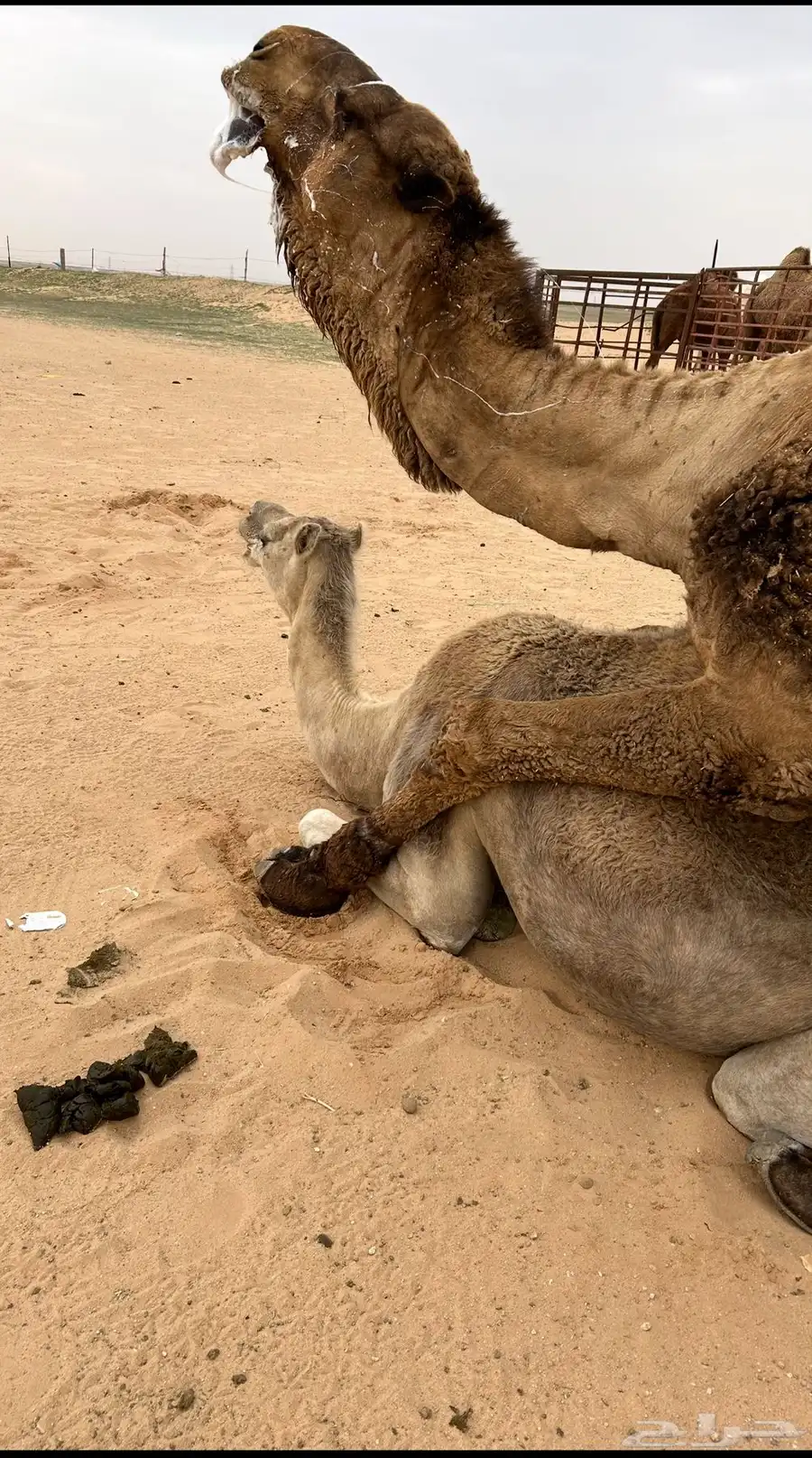 عشره تحتة قعود 8