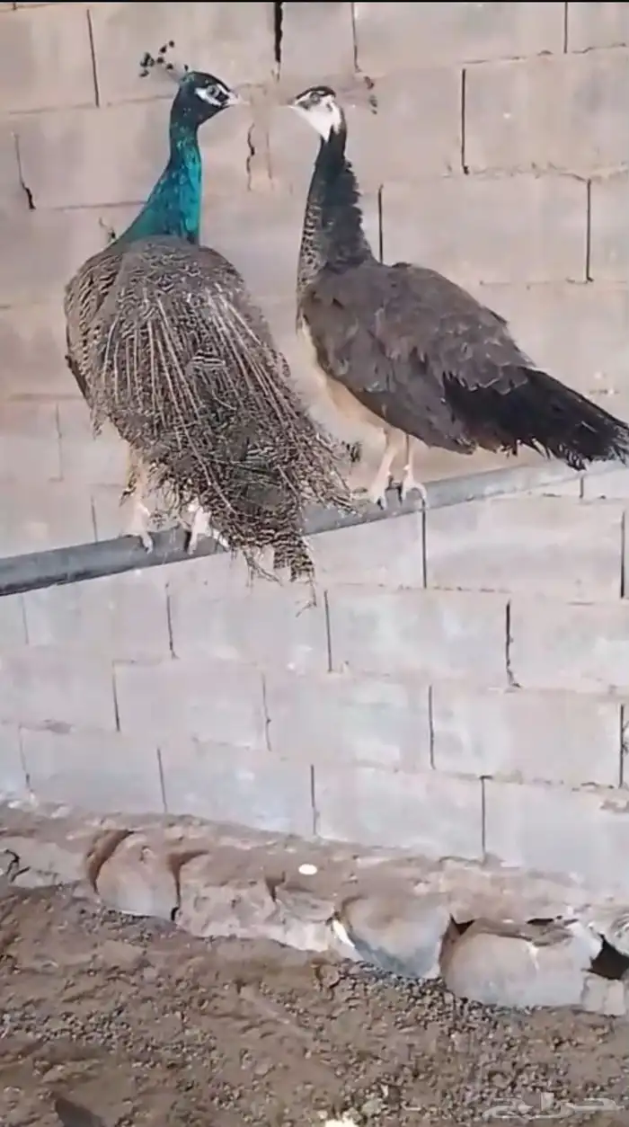 طائوس جوز للبيع 2