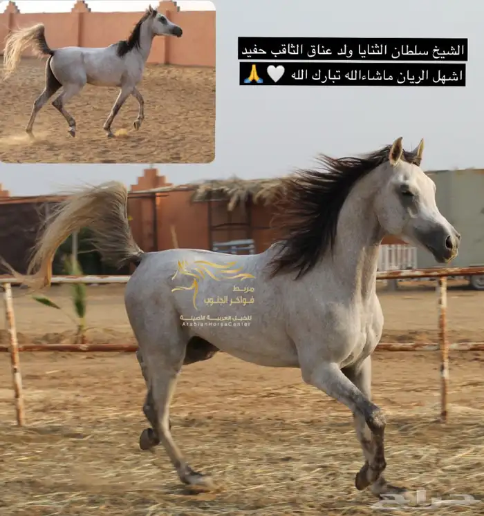 حصان مصري بيور 10