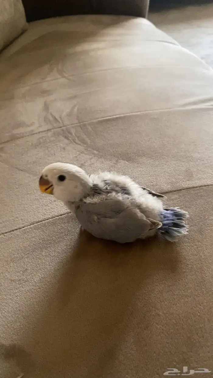 زوج روز تحته فرخ و 3 بيضات ملقحه 1