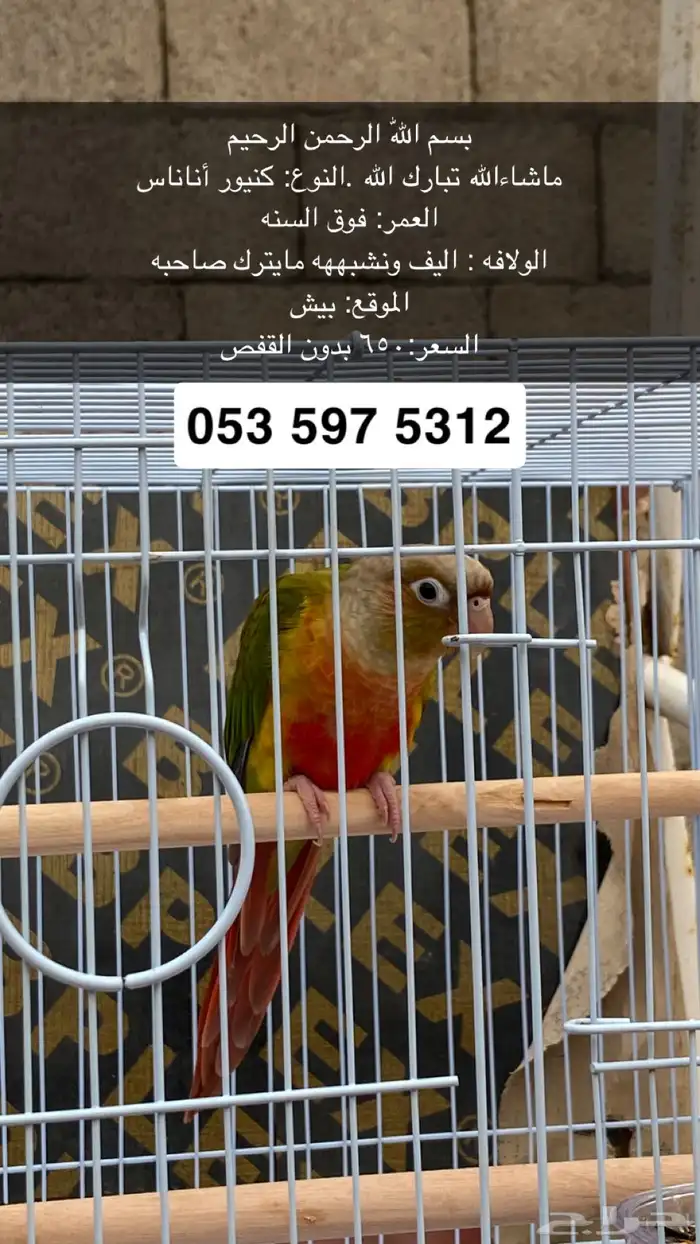 كنيور اليف 0