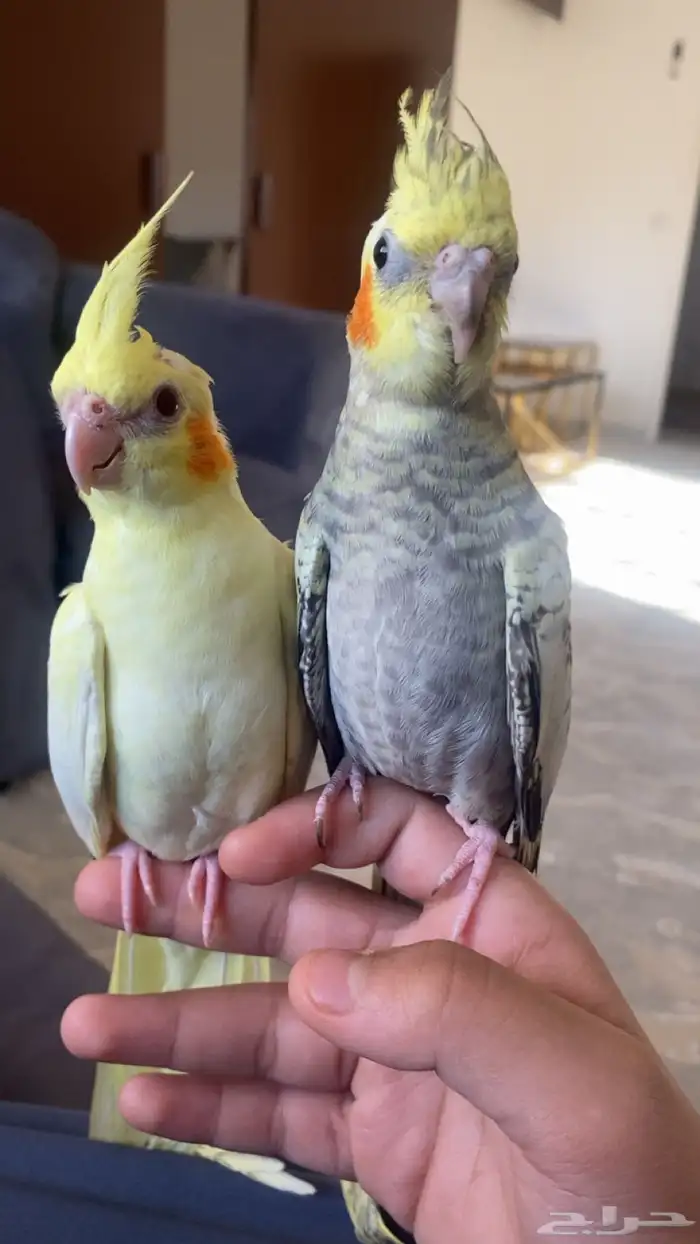 زوج كروان منتج الذكر حار 2