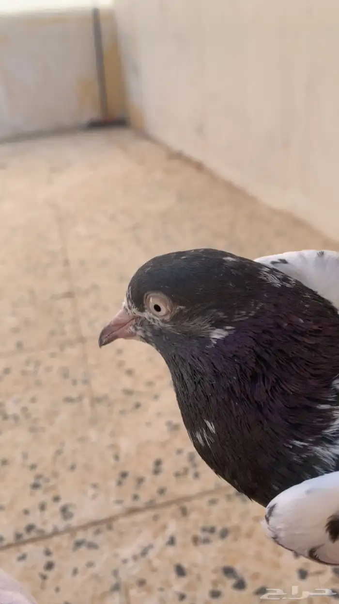جوز تيدي بيور 1