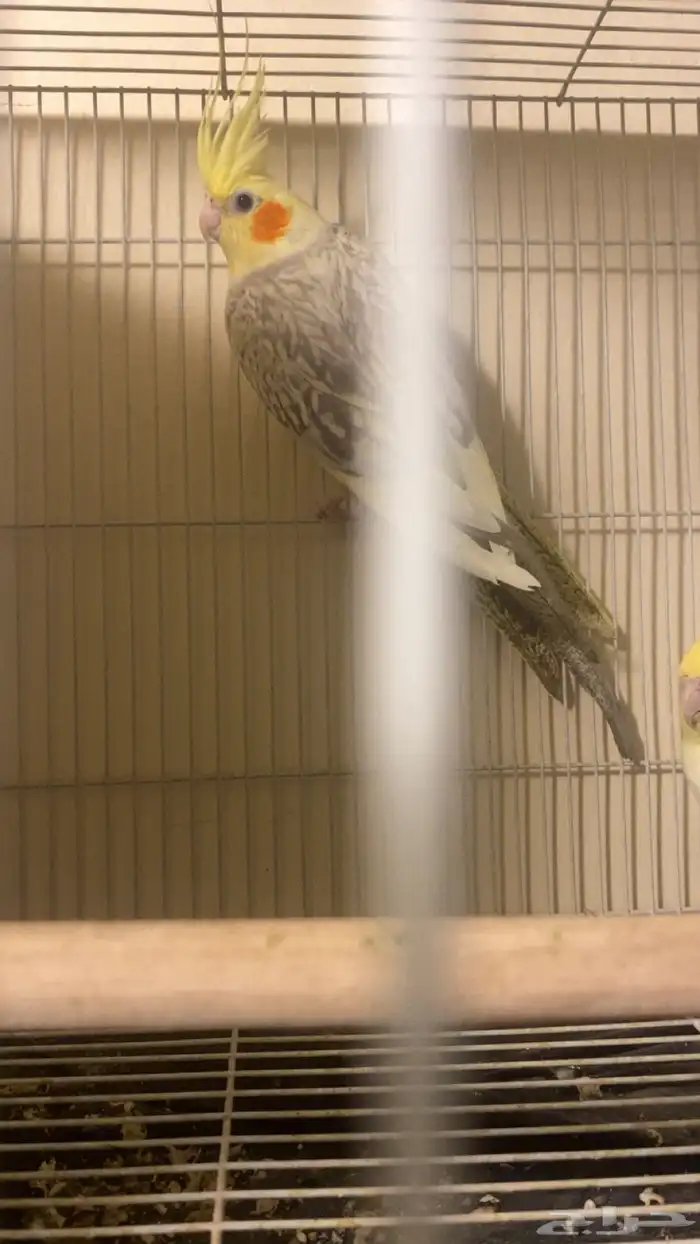 زوج كروان منتج الذكر حار 0