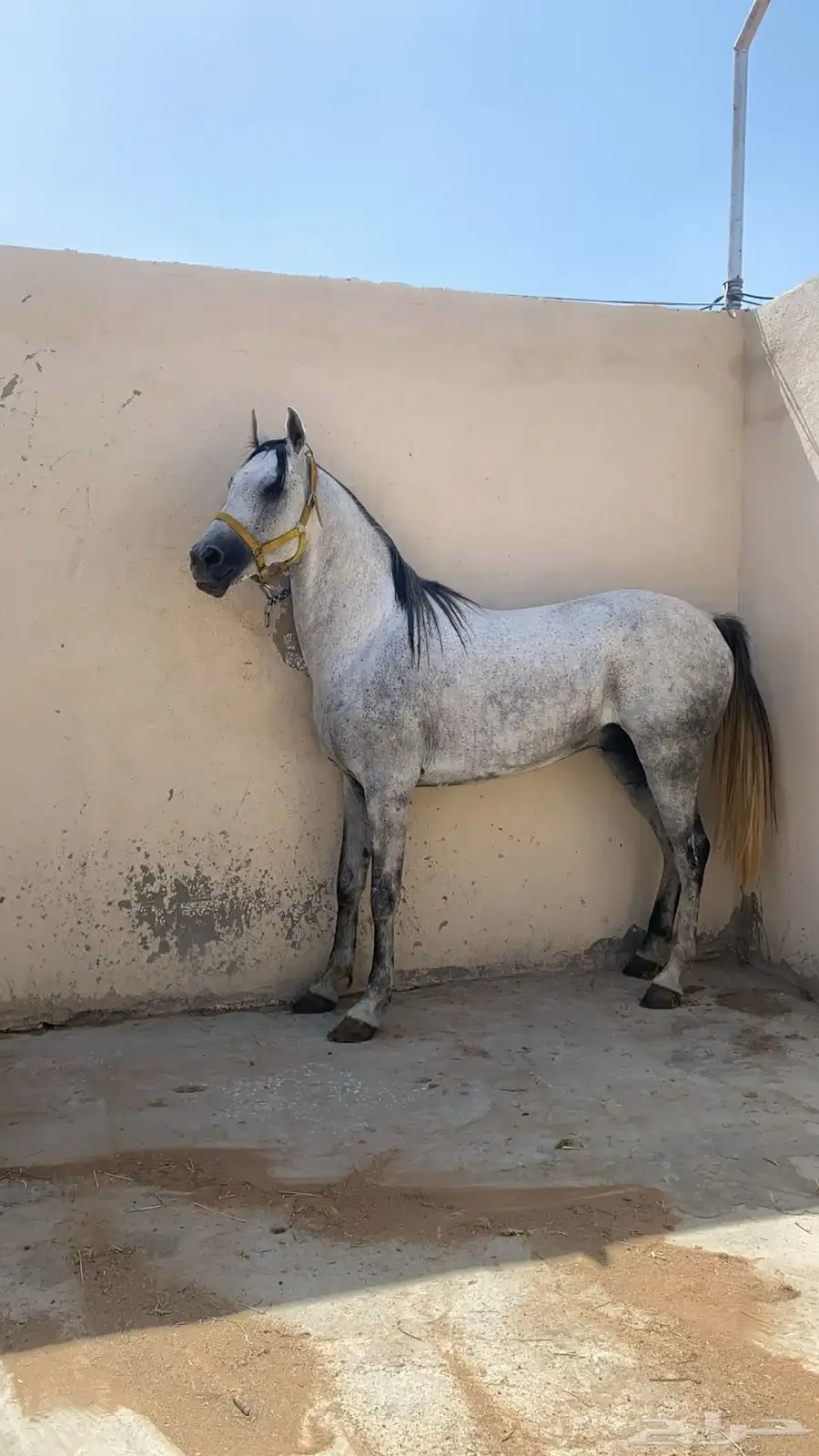 حصان شعبي جزيري العمر5سنوات مدرب كر وفر وقفز المزاحىيه 1