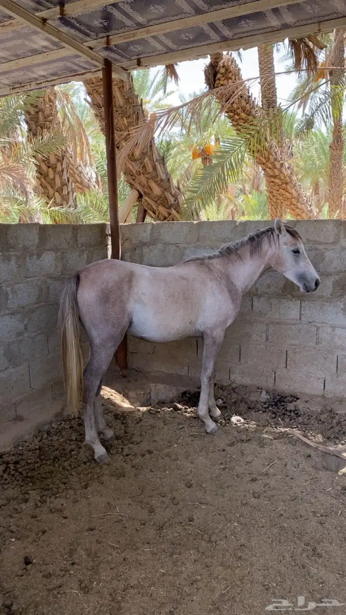 حصان شعبي 8