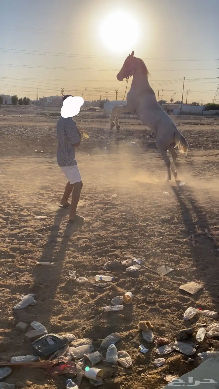 خيل واهو 1