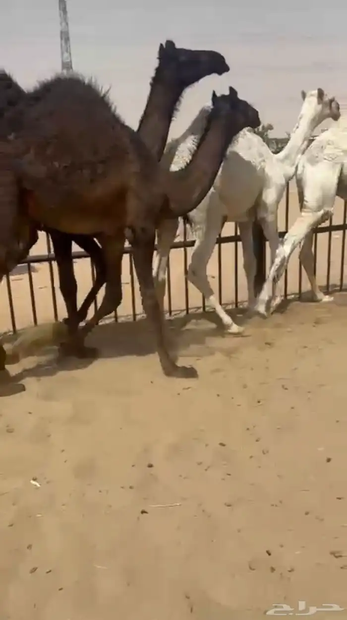 قعدان وبكار للبيع كفو 0