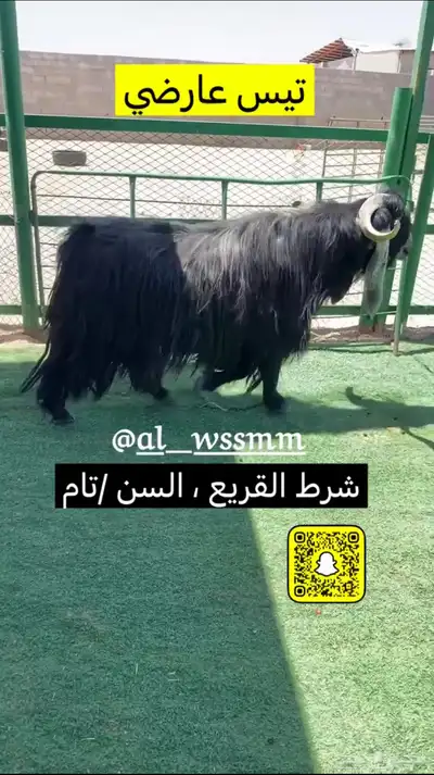 تيس عارضي   شرط القريع 1