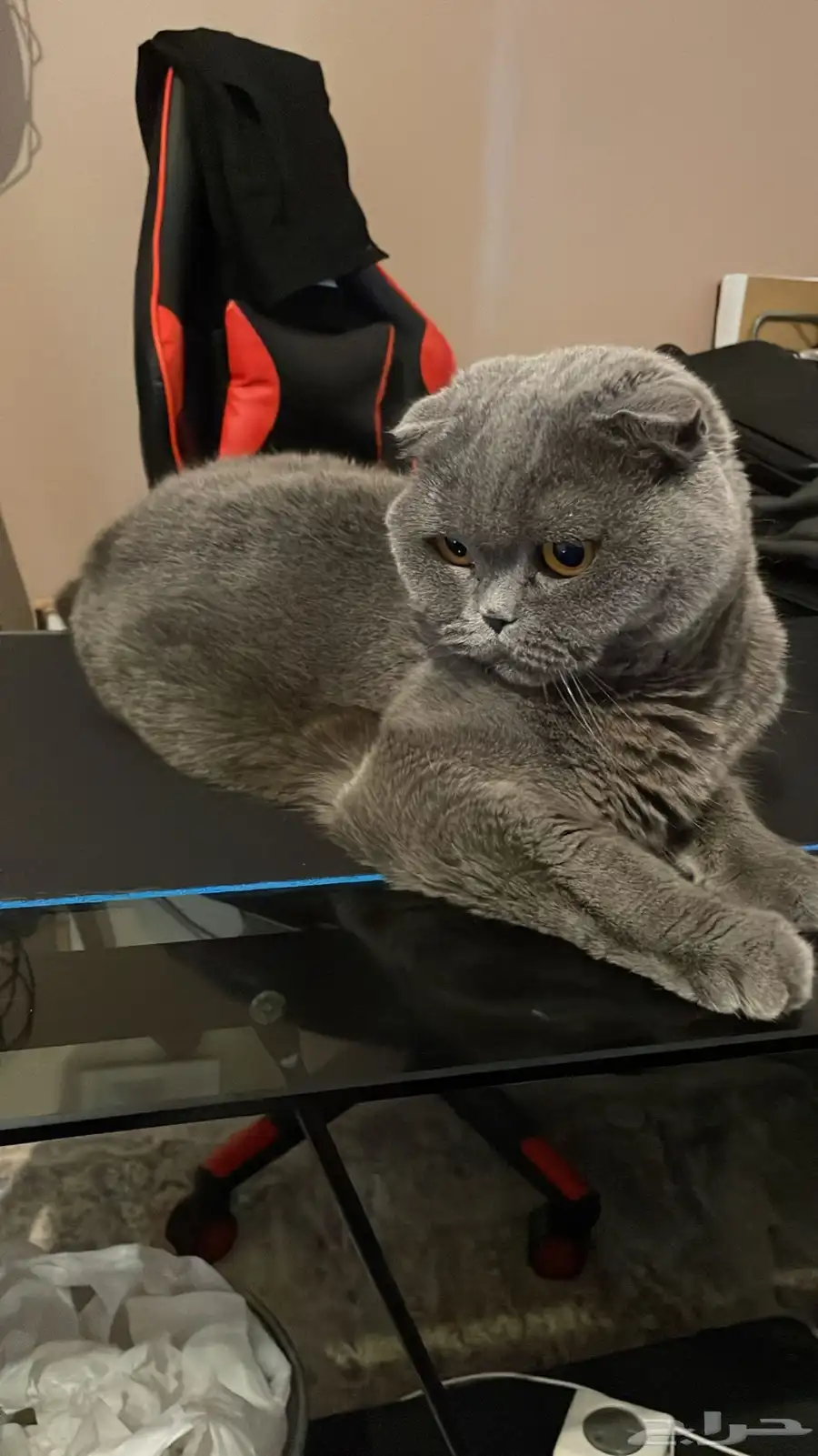 Scottish Fold Cat 0