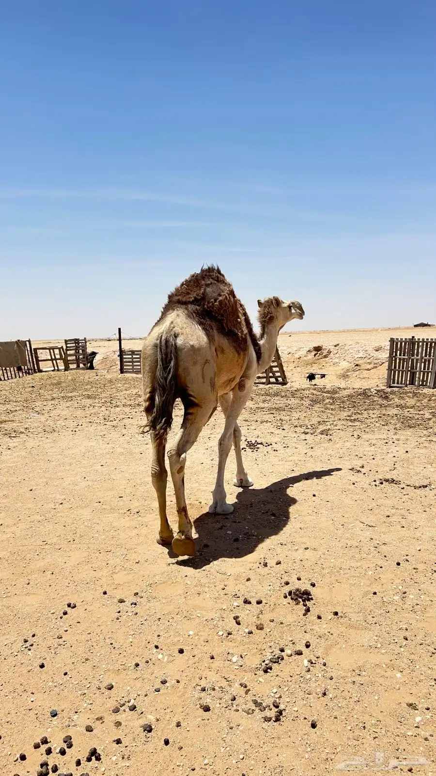 عشره تحتة قعود 2