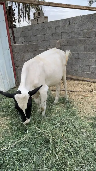 بقره للبيع 2