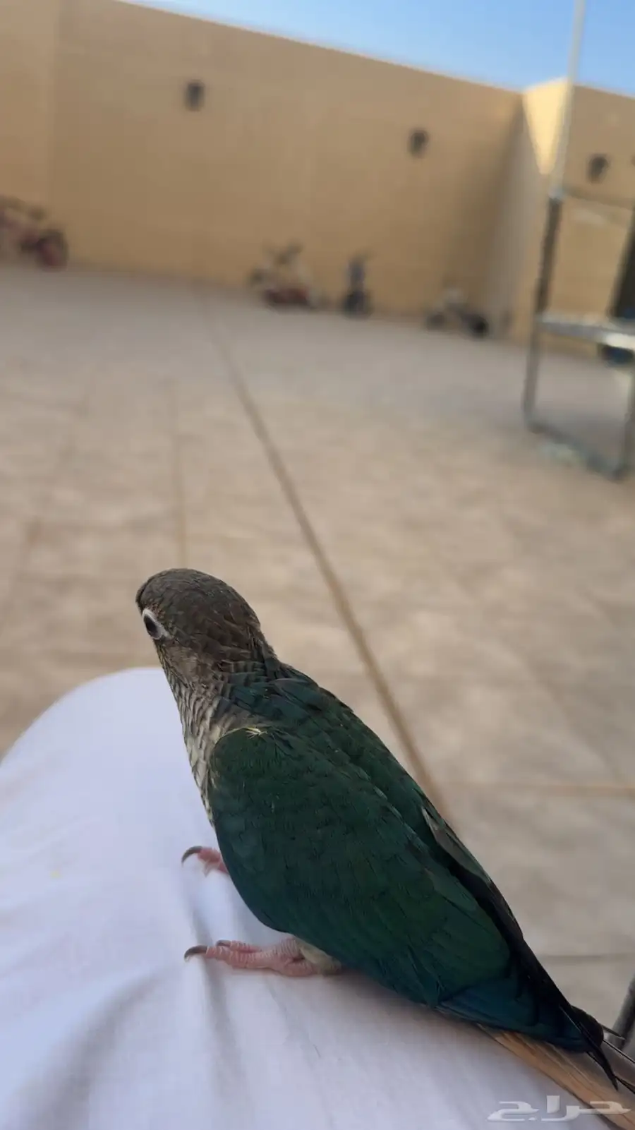 كنيور تركواز يلو سايد على السوم 1