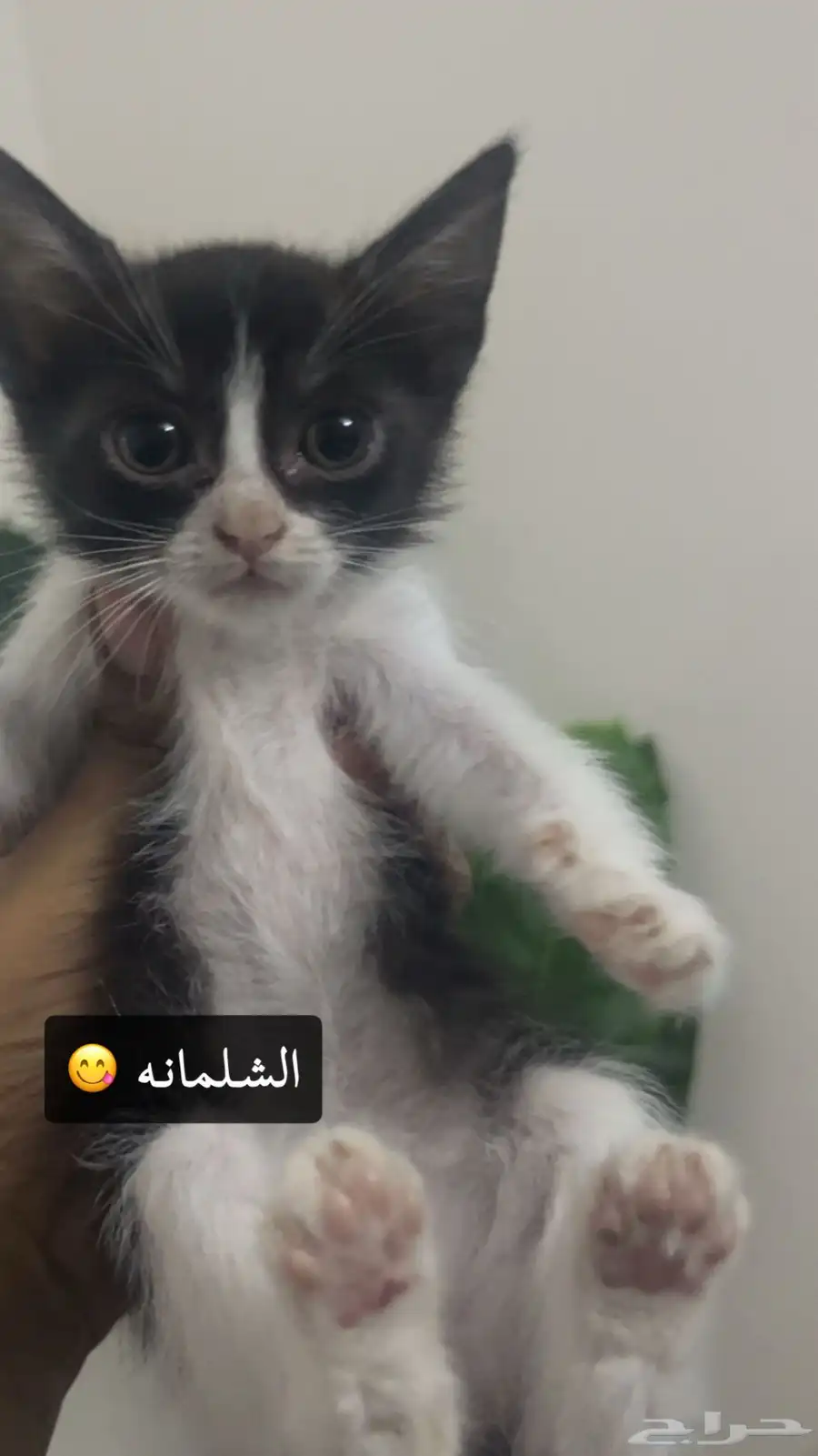 قطط كاتن للتبني اليفن جدا 12
