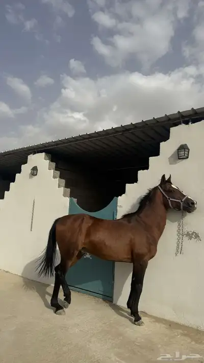 خيل انقليزي كفو كفو 2
