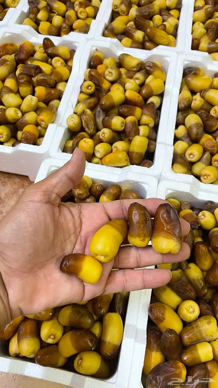 توفر رطب برني ممتاز 0