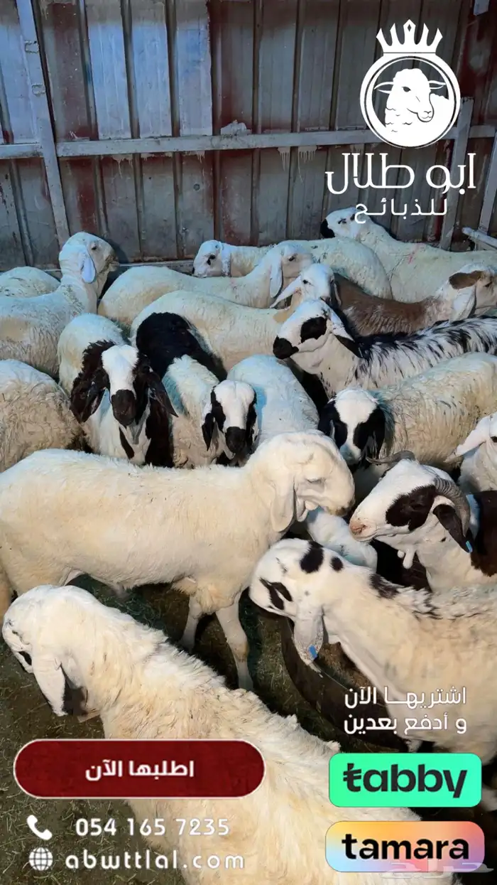 تمتعوا بعروض ابو طلال للذبائح المتواصلة 6