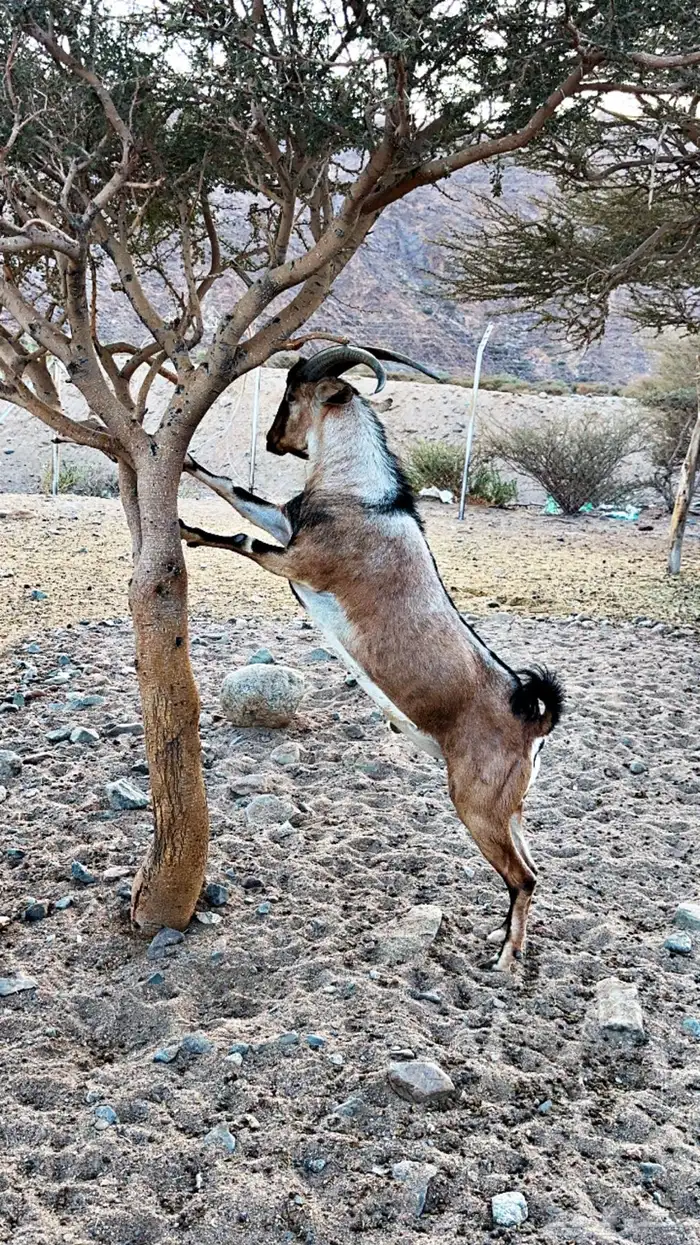 فحل وعل هجيين 1