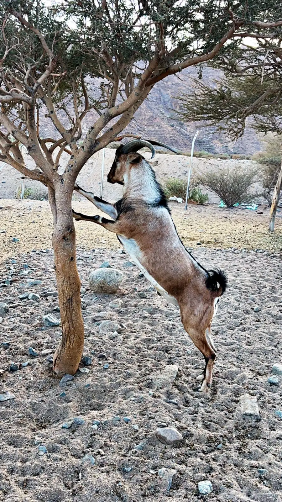 فحل وعل هجيين 1