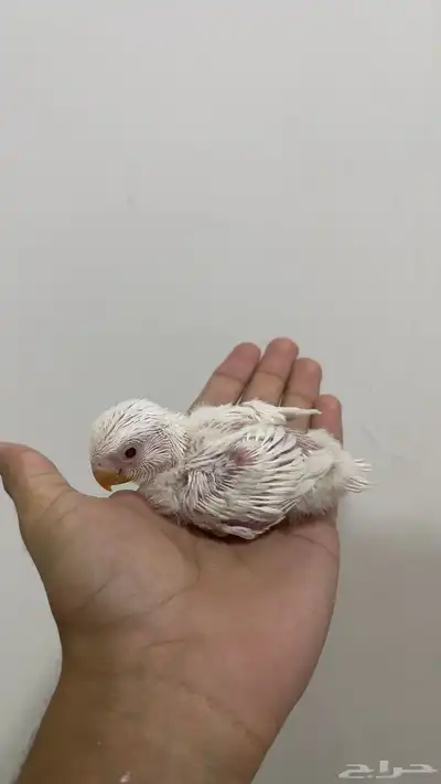 فرخ روز البينو عين حمراء 2