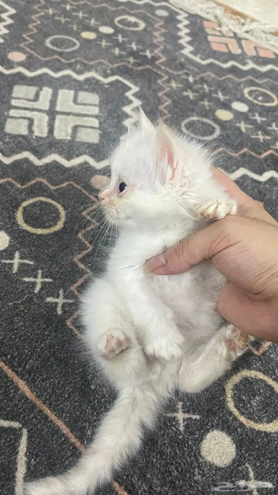 قط شيرازي 1