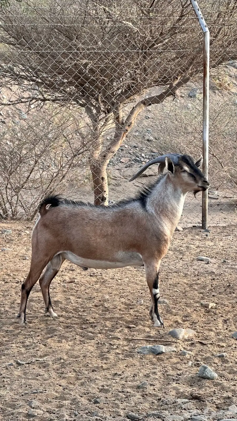 فحل وعل هجيين 2