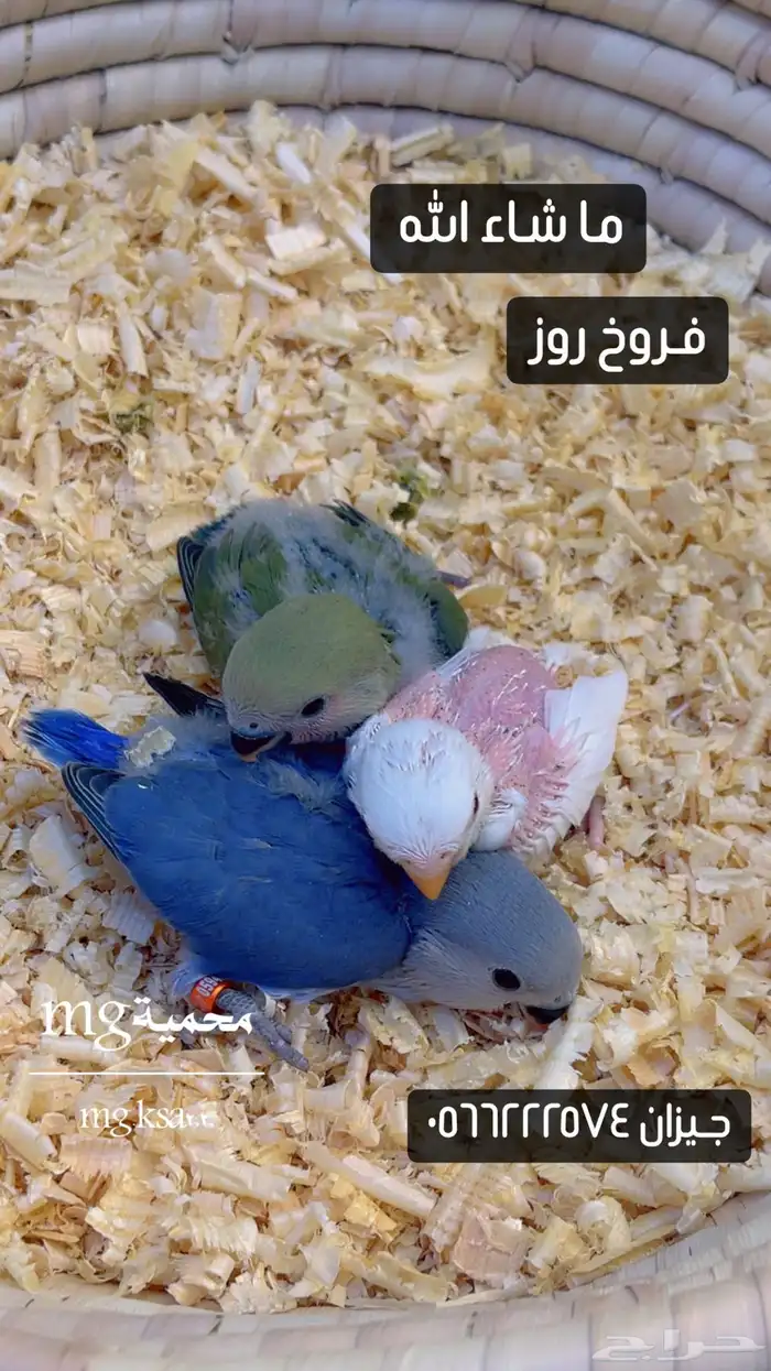 فروخ روز وكروان تم بيع جميع الفروخ الله يبارك لاصحابها 1
